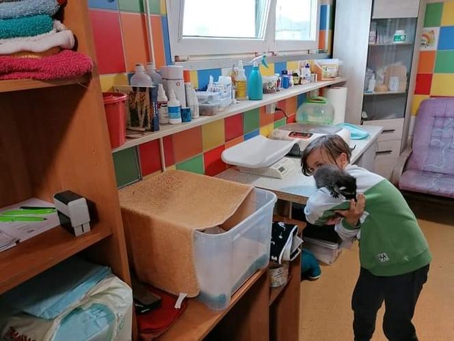 Dolny Śląsk. Strażacy uratowali małego szopa - pracza [ZDJĘCIA]
