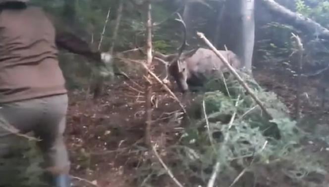 Leśnicy z Dynowa uratowali  sarnę zaplątaną we wnyki [ZDJĘCIA]