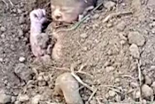 Było w grobie, cudem przeżyło