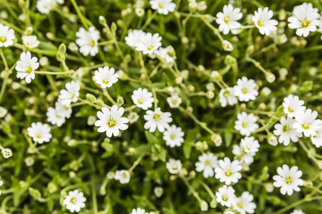 Rogownica alpejska - Cerastium alpinum