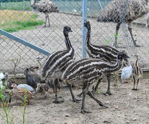 Pisklęta emu zamieszkają w poznańskim ZOO 