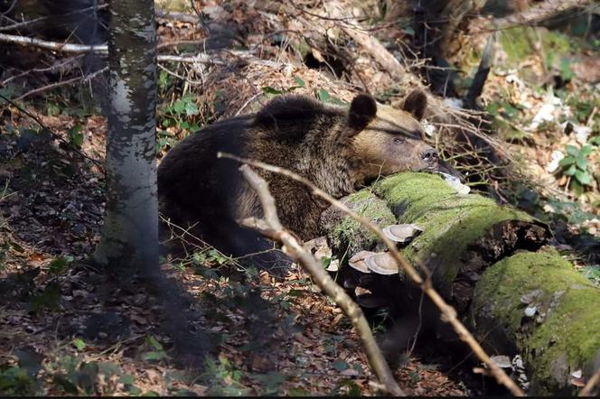 MIŚKI NUDZĄ SIĘ W LESIE