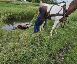 Koń wpadł do rzeki w Zamościu. Wystawała tylko głowa