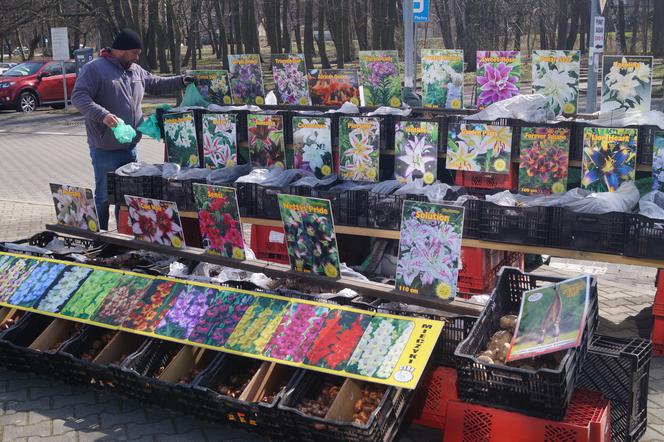 Wiosenny Kiermasz Ogrodniczy w Bydgoszczy [ZDJĘCIA]