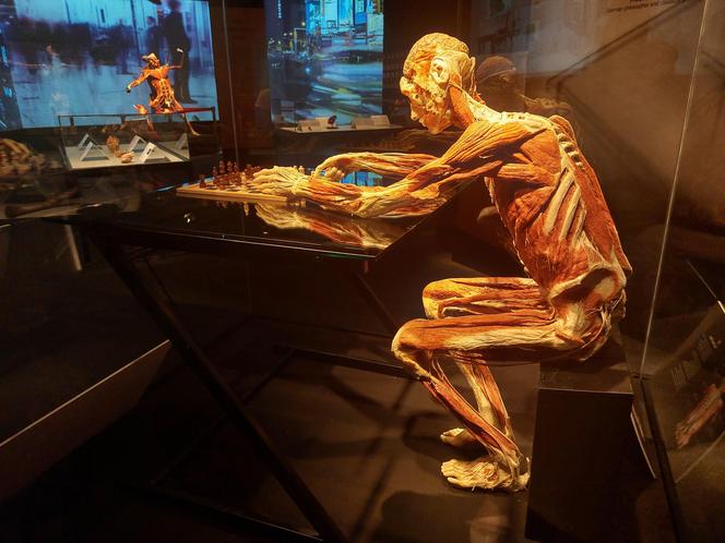 Wystawa Body Worlds w Szybie Wilson w Katowicach