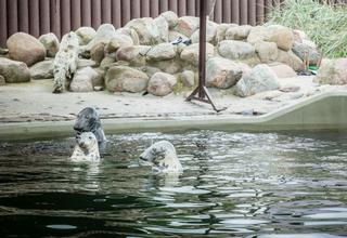 FOKI NIE CHCĄ  DAĆ SIĘ ZBADAĆ.
