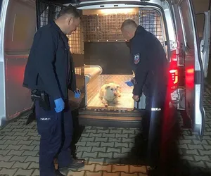Policjanci uratowali psa
