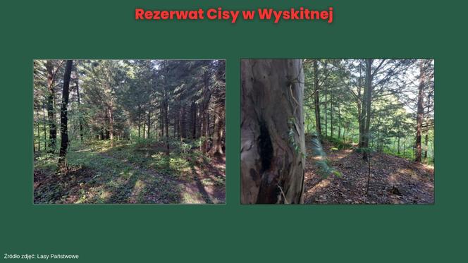 Rezerwat Cisy w Wyskitnej