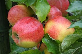 Jabłoń domowa 'Jonagold' - Malus domestica 'Jonagold'