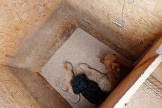 Kilkadziesiąt psów żyło w skandalicznych warunkach. Były przetrzymywane we własnych fekaliach