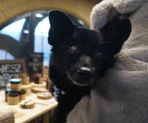 Psiaki opanowały Halę Targową! Za nami wyjątkowe targi 