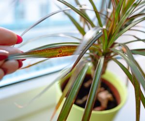 Już 1 łyżka sprawi, że marniejąca dracena będzie rosła jak szalona. Szybko obsypie się nowymi liśćmi. Domowa odżywka do draceny