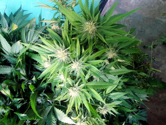 Policyjne drony wypatrzyły plantacje marihuany