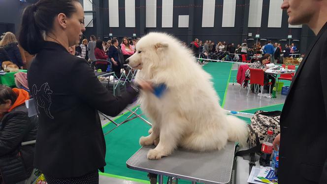 Międzynarodowa Wystawa Psów Rasowych w Bydgoszczy