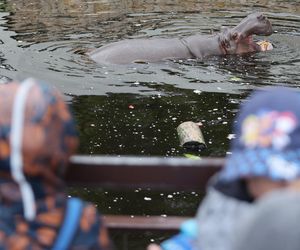 Hugo z ZOO baluje! Hipopotam z Warszawy ma 18 lat i dowód osobisty