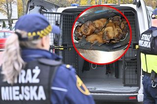 Niespodzianka w butach na balkonie. Na miejsce wezwano ekopatrol straży miejskiej 