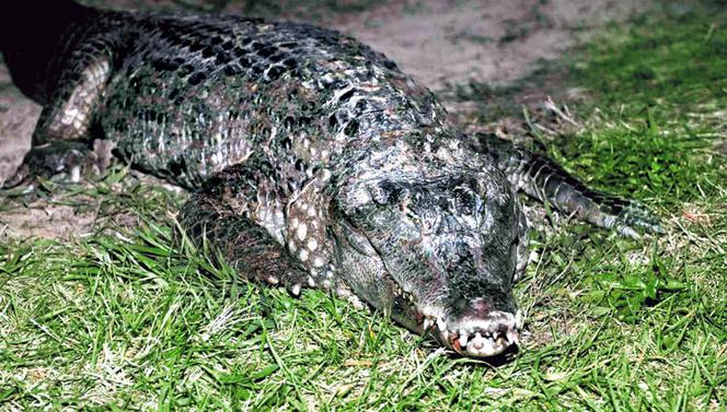 Dolany: Wędkarz wyłowił  z  Warty  prawdziwego  krokodyla!