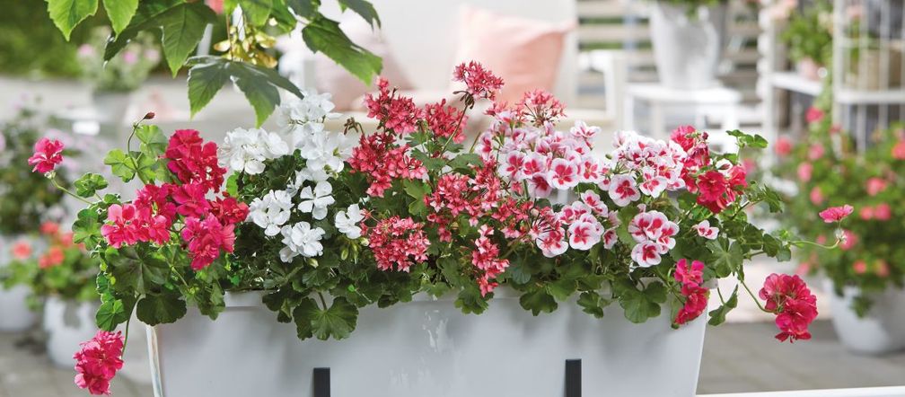Pelargonie