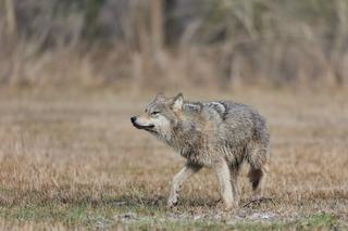 Nadleśniczy uchwycił przepięknego wilka w wielkopolskich lasach
