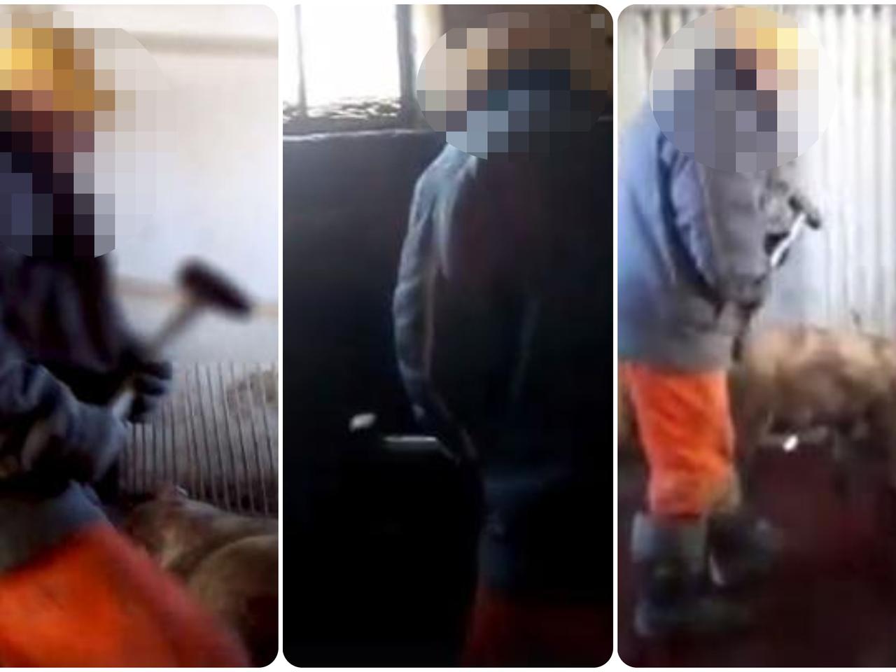 Zachodniopomorskie: Zabili ponad 200 świń. Zwierzęta umierały w koszmarnych męczarniach