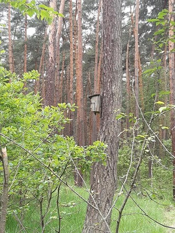 Drzewo miało iść pod topór. Uratował je ptak mniejszy od wróbla