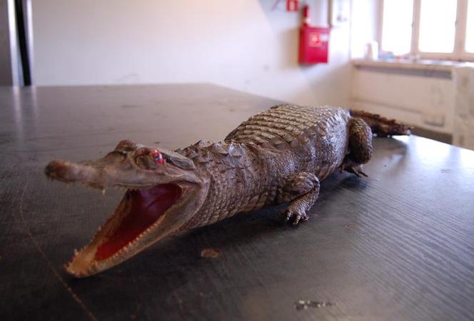Krokodyl zatrzymany na przejściu granicznym w Korczowej [ZDJĘCIA]