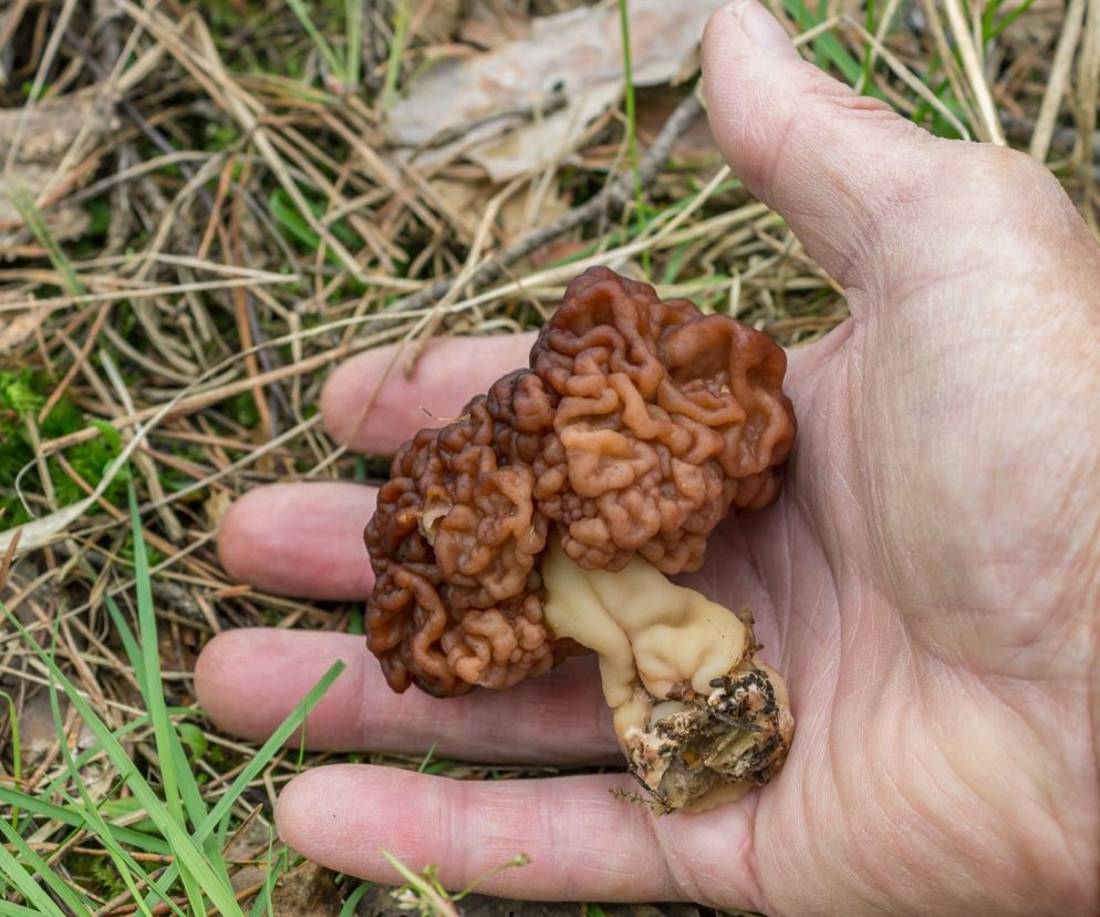 piestrzenica kasztanowata