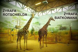 Zoo Zamość: Obrażone żyrafy wyszły na wybieg