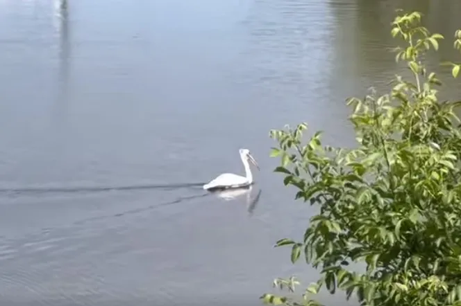 Brawurowa ucieczka pelikana z opolskiego zoo. W euforii zawędrował do Wrocławia [NAGRANIE]