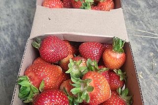 Na plantacji pod Bydgoszczą można kupić truskawki za pół ceny! A jak ktoś sam zerwie, będzie miał jeszcze taniej!