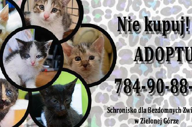 Zielona Góra: Pilnie potrzebne domy tymczasowe dla kotów!