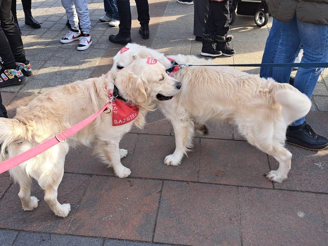 33. Finał WOŚP z grupą krakowskich Golden Retrieverów