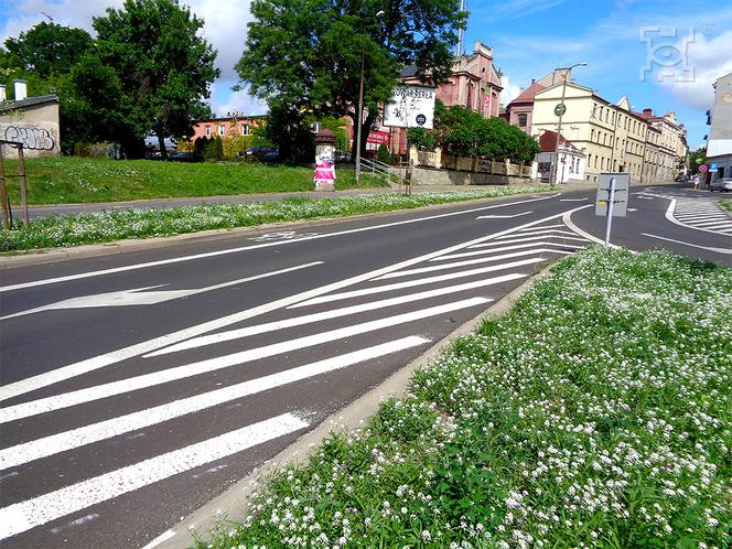 Kwietna łąka w centrum Lublina