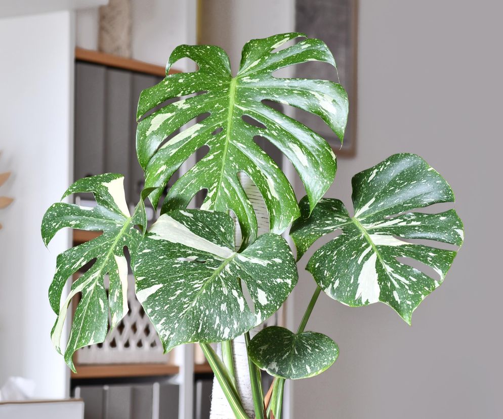Monstera deliciosa 'Thai Constellation'