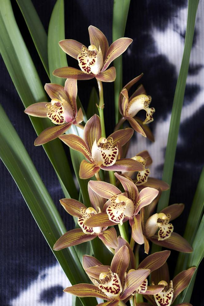 Storczyk Cymbidium (Cymbidium)