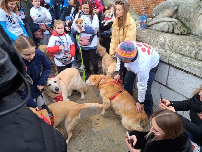 33. Finał WOŚP z grupą krakowskich Golden Retrieverów