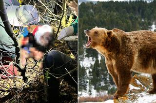 Atak niedźwiedzia na mężczyznę! Biegał w górach. Straszne obrażenia 38-latka