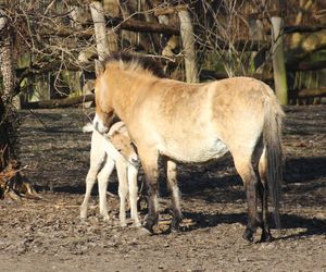  Warszawskie zoo ma nowego mieszkańca. To trzecie dziecko Primy i Larsa