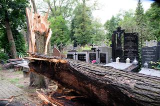 Warszawa: Słynne cmentarze zdewastowane. Czy ktoś coś z tym zrobi?! [GALERIA, WIDEO]