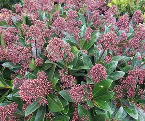 Skimmia japońska 'Rubella'