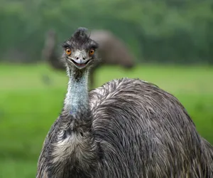 Zbiegłe emu wciąż na wolności. Kolejna próba schwytania ptaka zakończyła się niepowodzeniem 