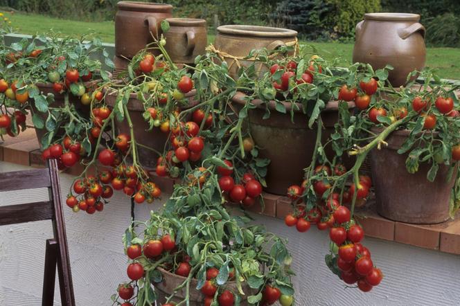 Podlewanie pomidorów na balkonie