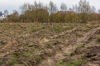 Nowy las na terenie Szczecina! Takiego zalesienia nie było od 20 lat