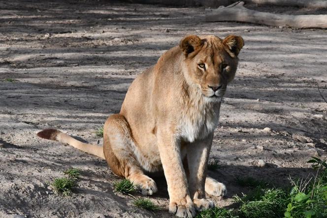 Młode lwice Wanja i Malkia są już we wrocławskim zoo. Do nowej lwiarni trafi także Togo 