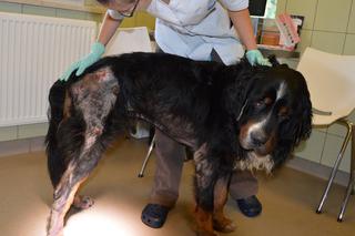 uratowany reksiouaratowany reksio