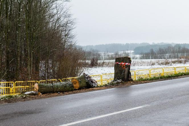 WARIAT Z PIŁĄ grasuje na Pomorzu! "Naciął kilkadziesiąt drzew". Jedno RUNĘŁO NA DROGĘ