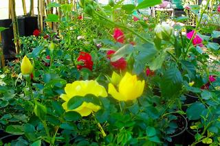 Kiermasz ogrodniczy na Wałach Chrobrego