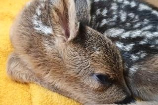 Mały koziołek potrzebował pomocy