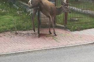 Piękny jeleń NABIŁ się na ogrodzenie. STRASZNY los zwierzęcia