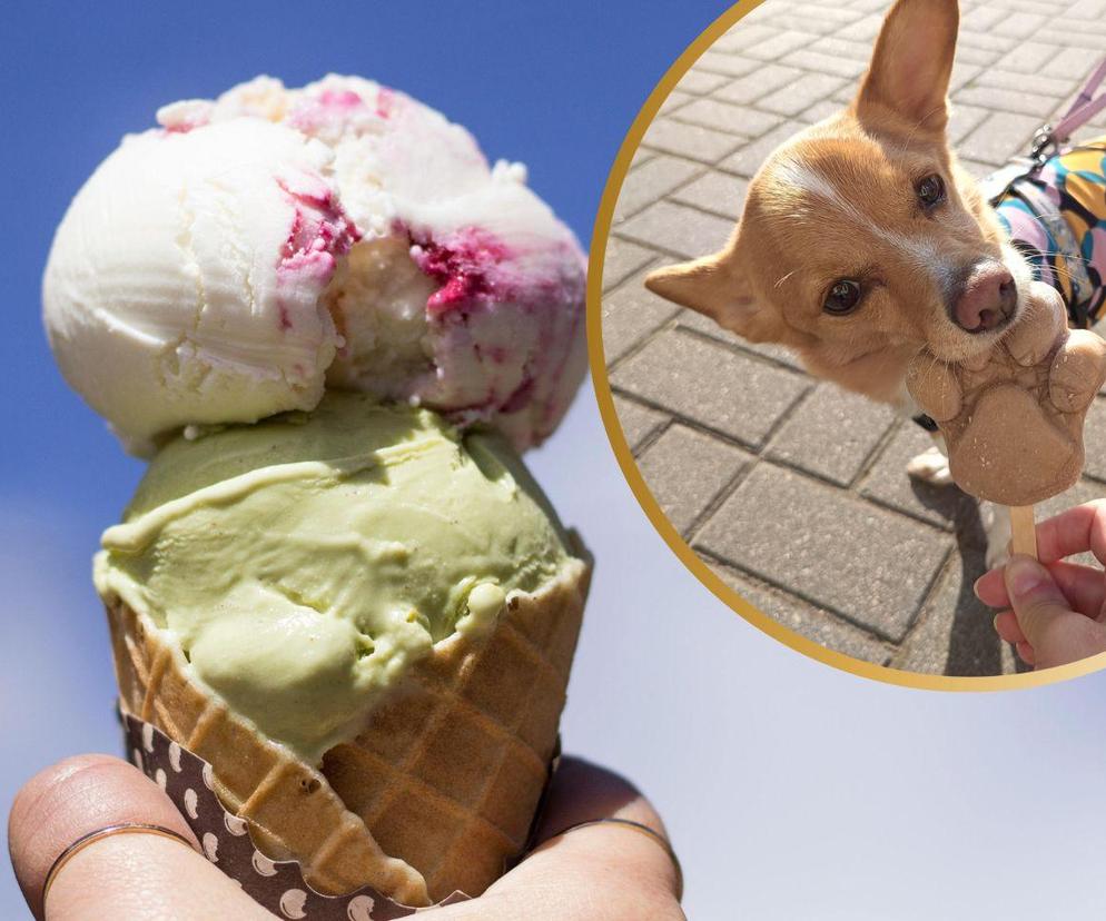 W Bydgoszczy można kupić lody o smaku indyka, kaczki i wołowiny. Psy się za nimi uganiają!